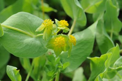 <i>Bupleurum subovatum</i>