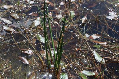 <i>Juncus heterophyllus</i>