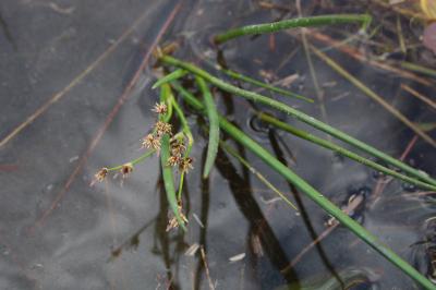 <i>Juncus heterophyllus</i>