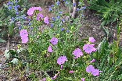 <i>Malva moschata</i>