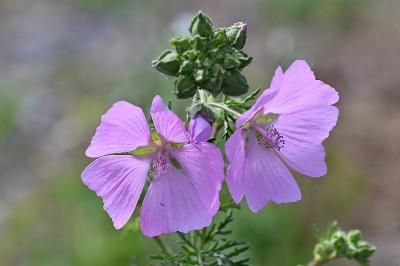 <i>Malva moschata</i>