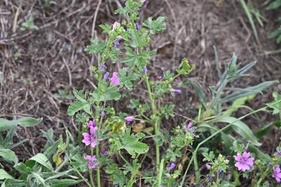 <i>Malva sylvestris</i>