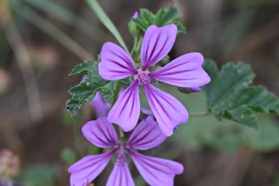 <i>Malva sylvestris</i>