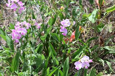 <i>Lathyrus latifolius</i>