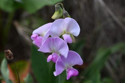 <i>Lathyrus latifolius</i>