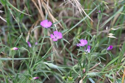 <i>Agrostemma githago</i>