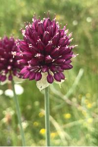 <i>Allium sphaerocephalon</i>