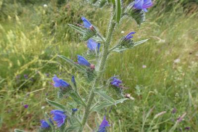 <i>Echium vulgare</i>