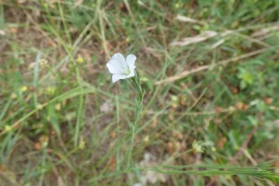 <i>Linum usitatissimum</i>