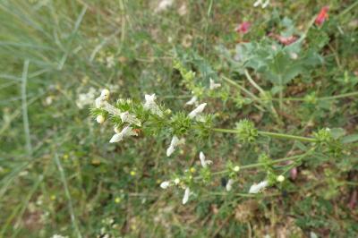 <i>Stachys recta</i>