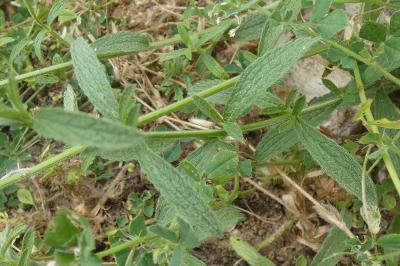 <i>Stachys recta</i>