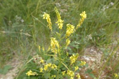 <i>Melilotus officinalis</i>