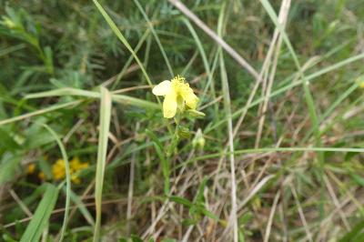 <i>Helianthemum nummularium</i>