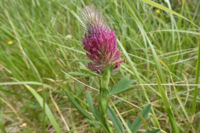 <i>Trifolium rubens</i>