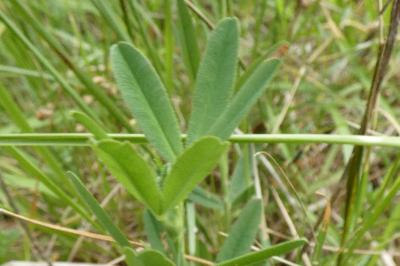 <i>Trifolium rubens</i>