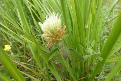 <i>Trifolium ochroleucon</i>