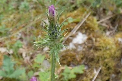 <i>Carduus pycnocephalus</i>