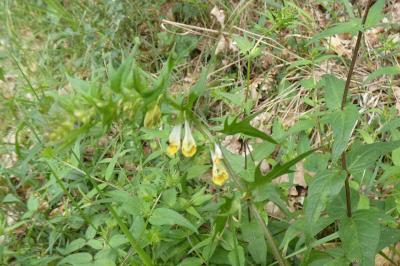 <i>Melampyrum pratense</i>