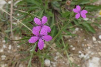 <i>Dianthus armeria</i>