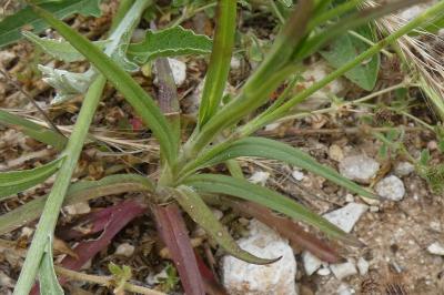 <i>Dianthus armeria</i>