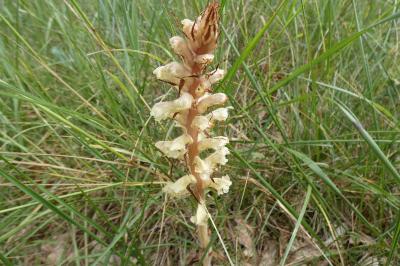 <i>Orobanche</i>