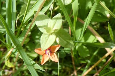 <i>Lysimachia arvensis</i>