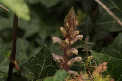 <i>Orobanche hederae</i>
