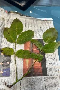 <i>Juglans regia</i>