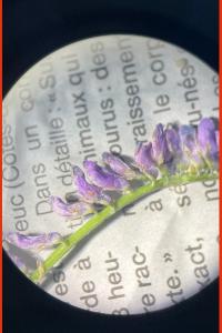 <i>Vicia cracca</i>