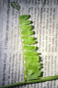<i>Vicia cracca</i>