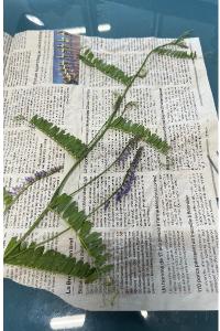 <i>Vicia cracca</i>