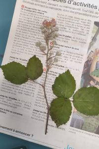 <i>Rubus fruticosus</i>