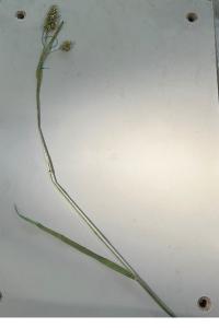 <i>Dactylis glomerata</i>