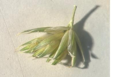 <i>Dactylis glomerata</i>