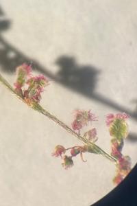 <i>Rumex thyrsiflorus</i>