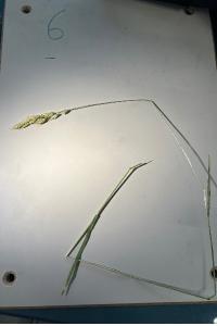 <i>Bromus hordeaceus</i>