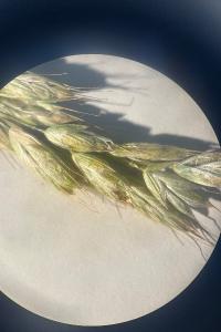 <i>Bromus hordeaceus</i>