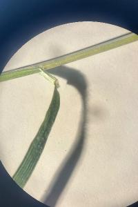 <i>Bromus hordeaceus</i>