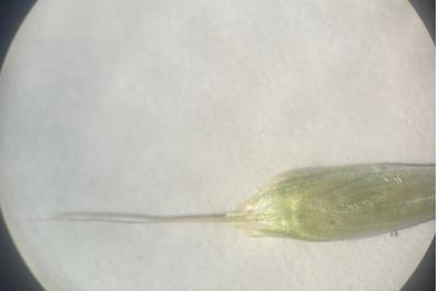 <i>Bromus hordeaceus</i>