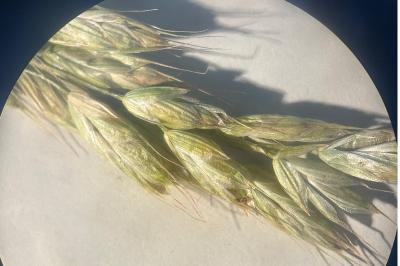 <i>Bromus hordeaceus</i>