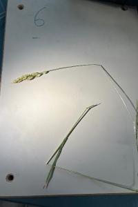 <i>Bromus hordeaceus</i>
