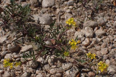 <i>Rorippa sylvestris</i>