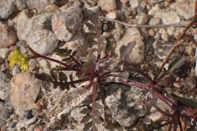 <i>Rorippa sylvestris</i>