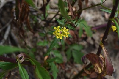 <i>Rorippa sylvestris</i>