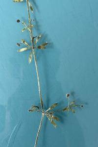 <i>Galium aparine</i>