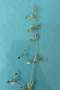 <i>Galium aparine</i>
