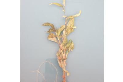 <i>Persicaria lapathifolia</i>