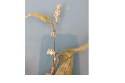 <i>Persicaria lapathifolia</i>