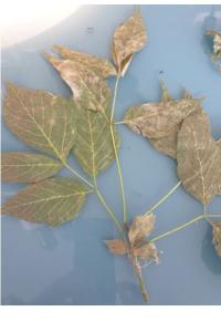 <i>Acer negundo</i>