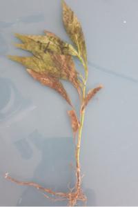<i>Potamogeton crispus</i>